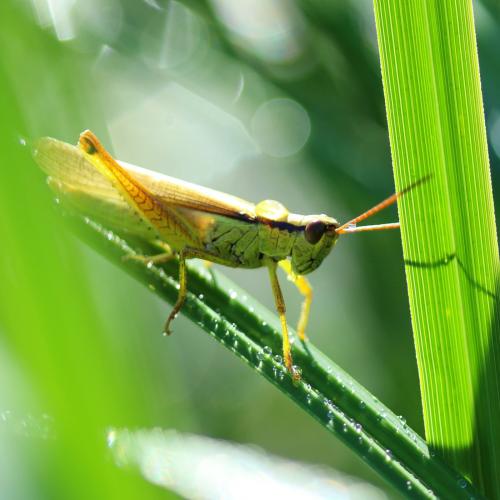 Réf. 347 545 : Mecostethus parapleurus parapleurus